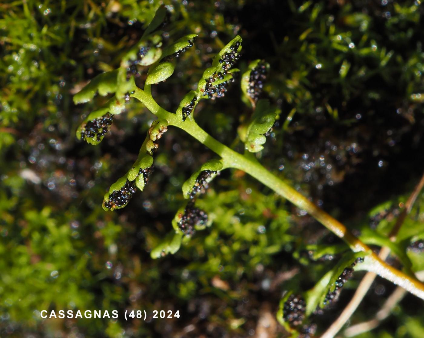 Jersey Fern fruit